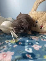 Charlie Brown, a male Chihuahua for sale in Andersonville, TN – Photo 4 of 9