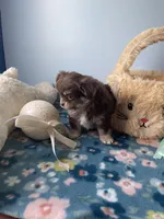 Charlie Brown, a male Chihuahua for sale in Andersonville, TN – Photo 3 of 9