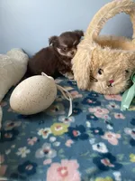 Charlie Brown, a male Chihuahua for sale in Andersonville, TN – Photo 7 of 9