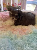 Charlie Brown, a male Chihuahua for sale in Andersonville, TN – Photo 6 of 9