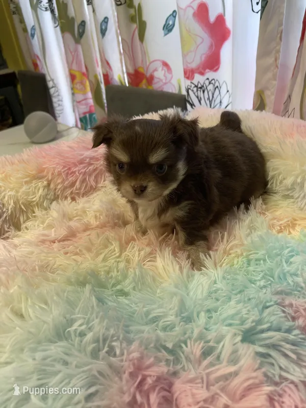 Charlie Brown – Chihuahua puppy for sale in Andersonville, TN
