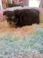 Charlie Brown, a male Chihuahua for sale in Andersonville, TN – Photo 5 of 9