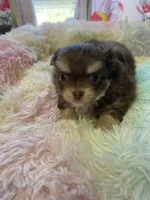 Charlie Brown, a male Chihuahua for sale in Andersonville, TN – Photo 3 of 9