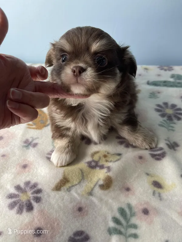 Charlie Brown – Chihuahua puppy for sale in Andersonville, TN