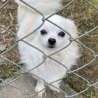 Charlie Brown, a male Chihuahua for sale in Andersonville, TN – Photo 7 of 9