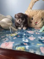 Charlie Brown, a male Chihuahua for sale in Andersonville, TN – Photo 2 of 9