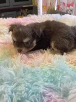 Charlie Brown, a male Chihuahua for sale in Andersonville, TN – Photo 8 of 9