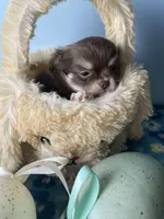 Charlie Brown, a male Chihuahua for sale in Andersonville, TN – Photo 6 of 9