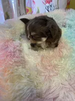 Charlie Brown, a male Chihuahua for sale in Andersonville, TN – Photo 4 of 9