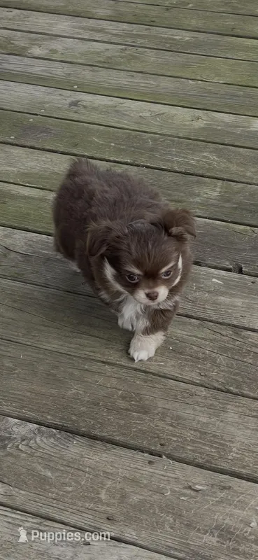 Charlie Brown – Chihuahua puppy for sale in Andersonville, TN