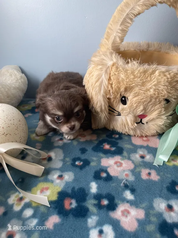 Charlie Brown – Chihuahua puppy for sale in Andersonville, TN