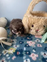 Charlie Brown, a male Chihuahua for sale in Andersonville, TN – Photo 1 of 9