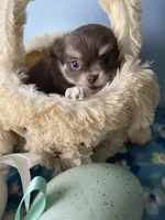 Charlie Brown, a male Chihuahua for sale in Andersonville, TN – Photo 5 of 9