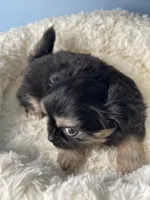 OM NOM, a male Chihuahua for sale in Andersonville, TN – Photo 4 of 9