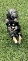 OM NOM, a male Chihuahua for sale in Andersonville, TN – Photo 9 of 9