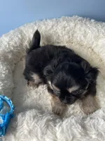 OM NOM, a male Chihuahua for sale in Andersonville, TN – Photo 6 of 9