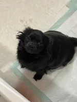 OM NOM, a male Chihuahua for sale in Andersonville, TN – Photo 8 of 9