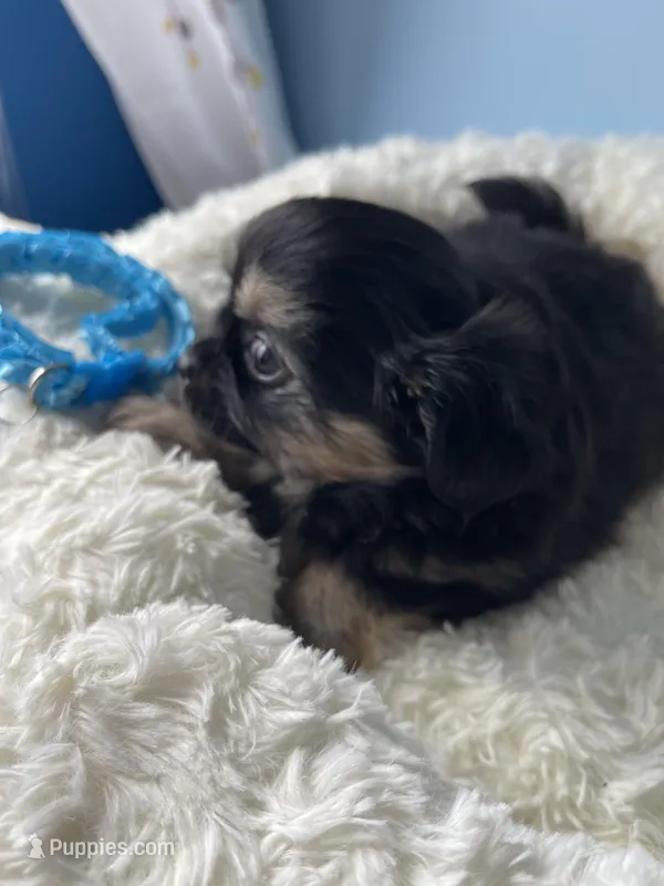 OM NOM – Chihuahua puppy for sale in Andersonville, TN