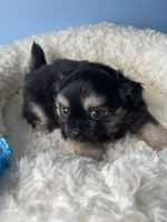 OM NOM, a male Chihuahua for sale in Andersonville, TN – Photo 2 of 9