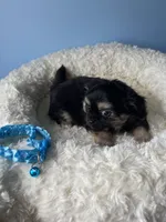 OM NOM, a male Chihuahua for sale in Andersonville, TN – Photo 5 of 9