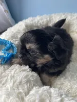 OM NOM, a male Chihuahua for sale in Andersonville, TN – Photo 7 of 9