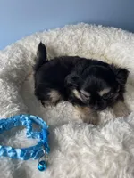 OM NOM, a male Chihuahua for sale in Andersonville, TN – Photo 3 of 9