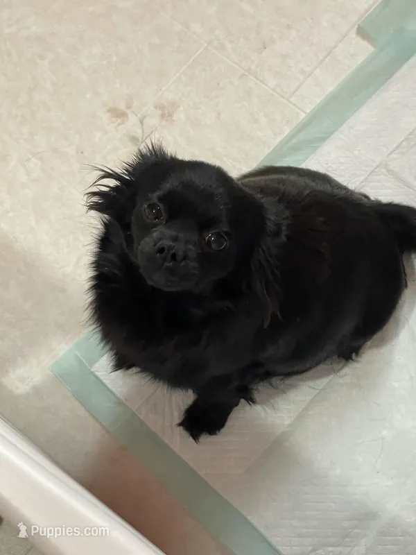 Jetta Black, a male Chihuahua for sale in Andersonville, TN – Photo 1 of 4