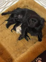 Jetta Black, a male Chihuahua for sale in Andersonville, TN – Photo 2 of 4