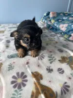 Finley, a male Chihuahua for sale in Andersonville, TN – Photo 9 of 10