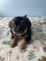 Finley, a male Chihuahua for sale in Andersonville, TN – Photo 1 of 10