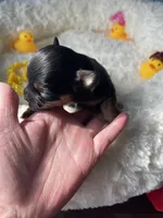 Finley, a male Chihuahua for sale in Andersonville, TN – Photo 4 of 9