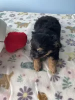 Finley, a male Chihuahua for sale in Andersonville, TN – Photo 10 of 10