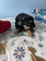 Finley, a male Chihuahua for sale in Andersonville, TN – Photo 2 of 10