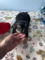 Finley, a male Chihuahua for sale in Andersonville, TN – Photo 3 of 10