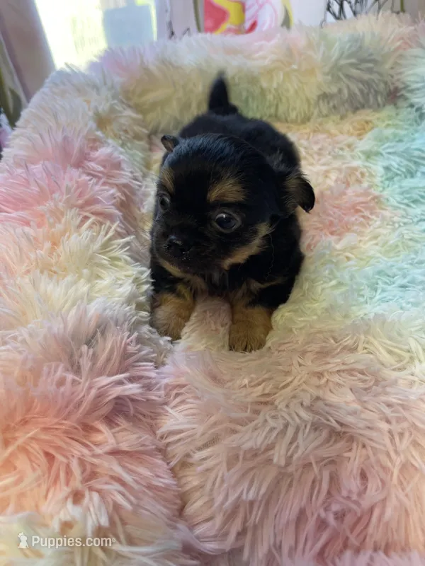 Finley – Chihuahua puppy for sale in Andersonville, TN