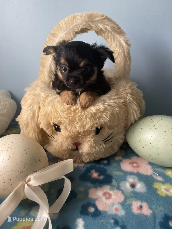 Finley – Chihuahua puppy for sale in Andersonville, TN