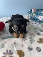 Finley, a male Chihuahua for sale in Andersonville, TN – Photo 4 of 10