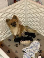 Finley, a male Chihuahua for sale in Andersonville, TN – Photo 8 of 9