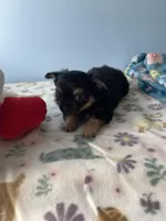 Finley, a male Chihuahua for sale in Andersonville, TN – Photo 6 of 10