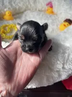 Finley, a male Chihuahua for sale in Andersonville, TN – Photo 3 of 9