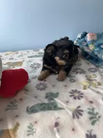 Finley, a male Chihuahua for sale in Andersonville, TN – Photo 5 of 10