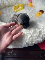 Finley, a male Chihuahua for sale in Andersonville, TN – Photo 6 of 9