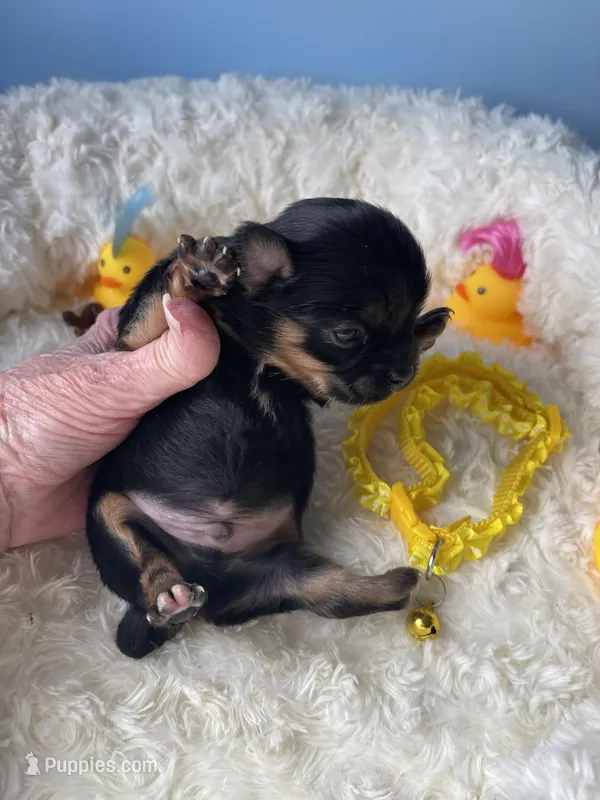 Finley, a male Chihuahua for sale in Andersonville, TN – Photo 1 of 9