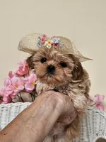 Goldie, a female Shih Tzu for sale in Algonquin, IL – 4 of 5