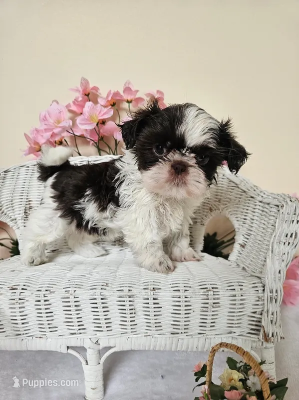 Giselle  – Shih Tzu puppy for sale in Algonquin, IL