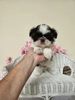 Giselle , a female Shih Tzu for sale in Algonquin, IL – 4 of 5