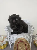 Choco, a male Shih Tzu for sale in Algonquin, IL – Photo 4 of 10