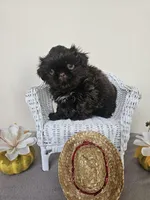 Choco, a male Shih Tzu for sale in Algonquin, IL – Photo 8 of 10