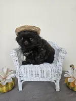 Choco, a male Shih Tzu for sale in Algonquin, IL – Photo 3 of 10