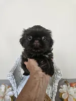 Choco, a male Shih Tzu for sale in Algonquin, IL – Photo 10 of 10